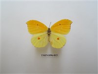 藏品(圓翅鉤粉蝶)的圖片